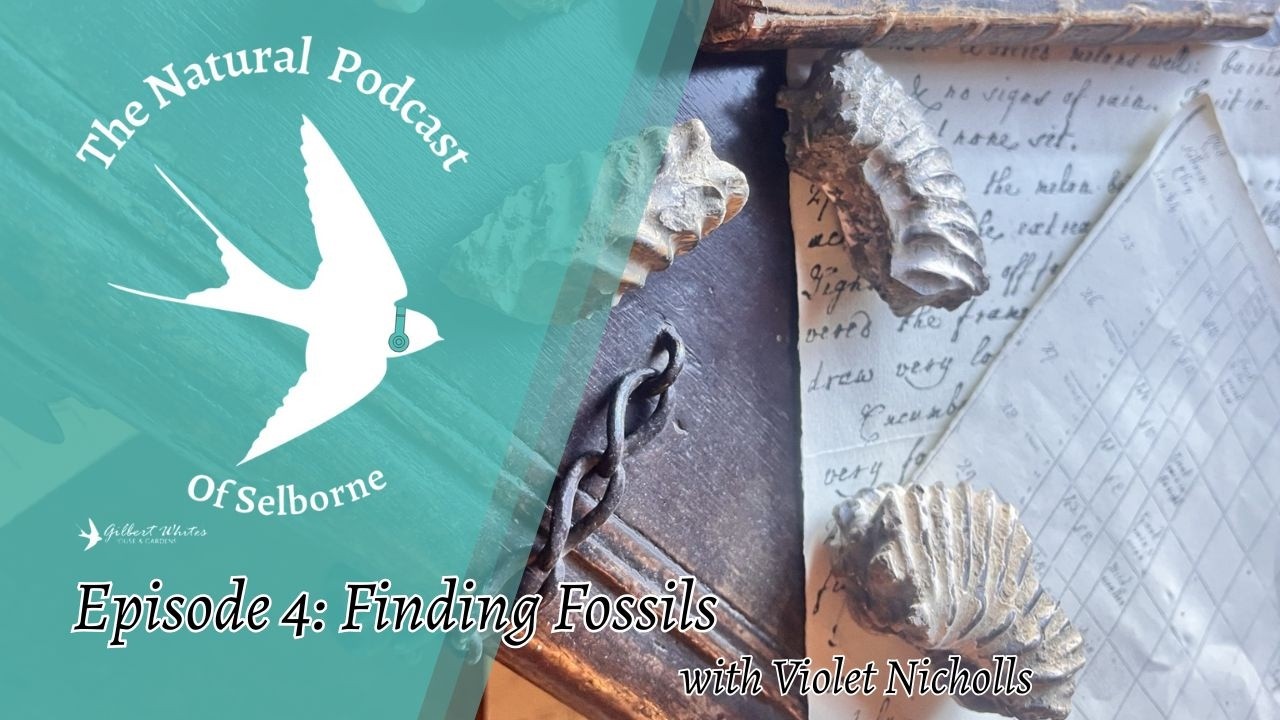 The Natural Podcast of Selborne: Episode 4: Finding Fossils
