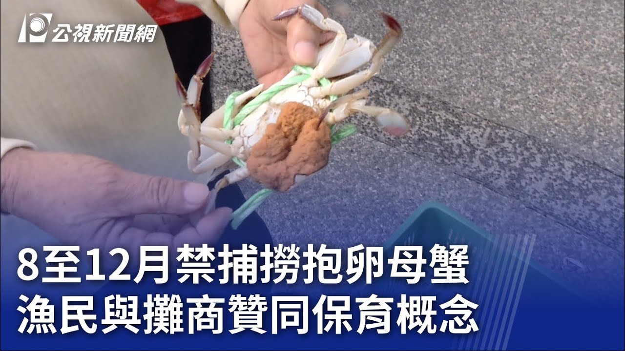 8至12月禁捕撈抱卵母蟹 漁民與攤商贊同保育概念｜20230728 公視晚間新聞