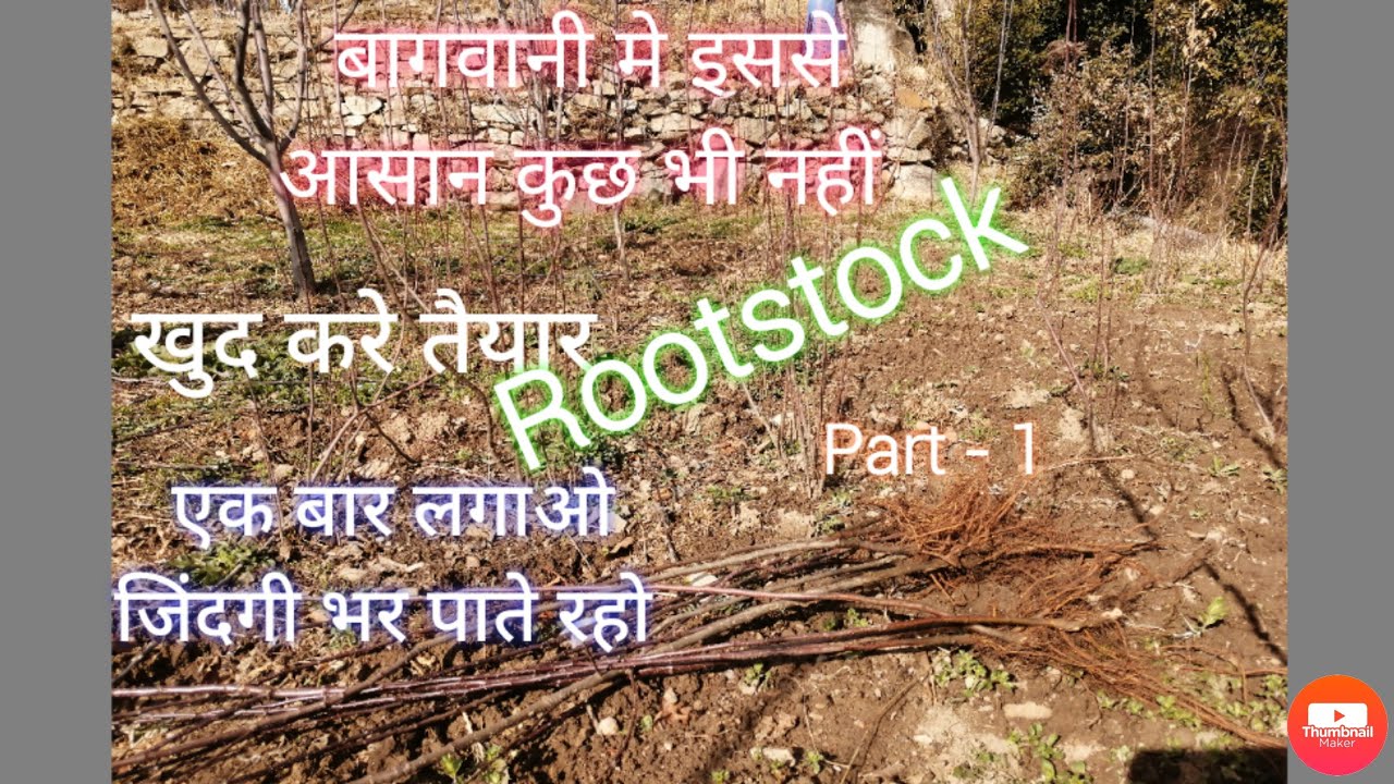 Rootstock तैयार करने का सबसे आसान तरीका जिंदगी भर के लिए