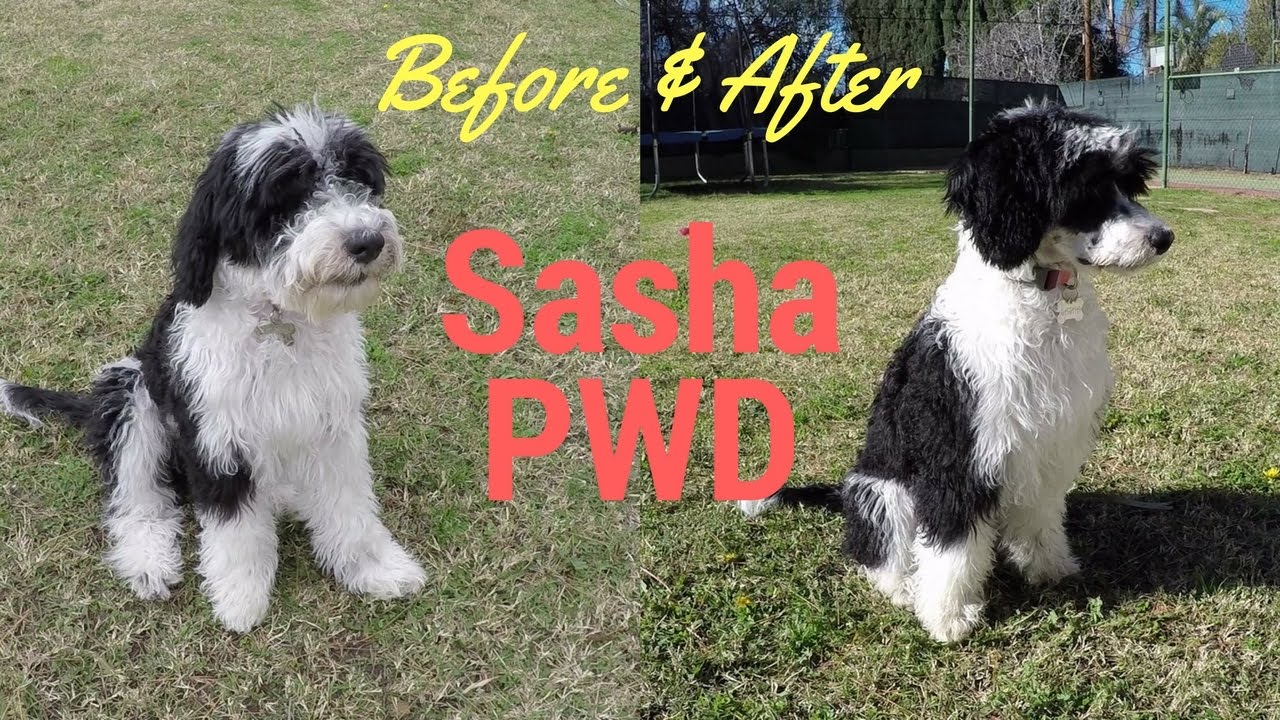 Check out her new hairdo!  Sasha PWD - Portuguese Water Dog