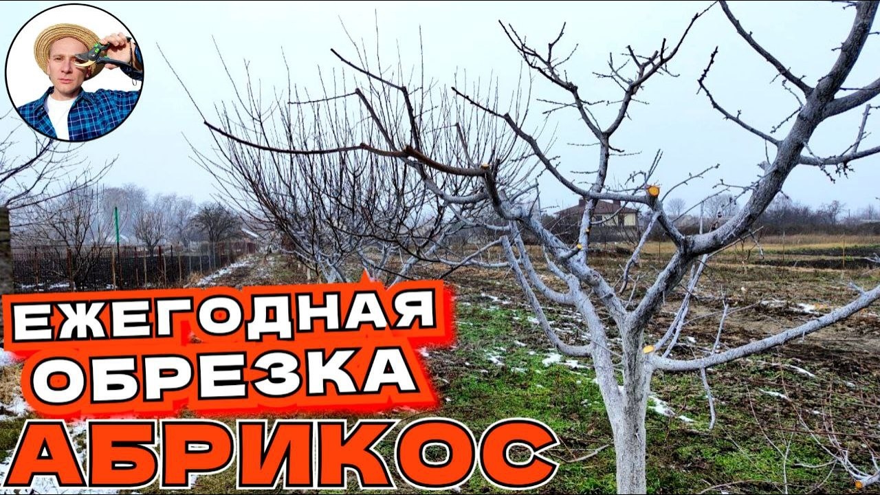 КАК ОБРЕЗАТЬ АБРИКОС Легко, Урожайно, Доступно Для Новичка и Любого Возраста Дерева