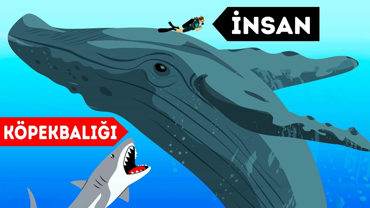 İnsanların hayatını kurtaran 9 vahşi hayvan