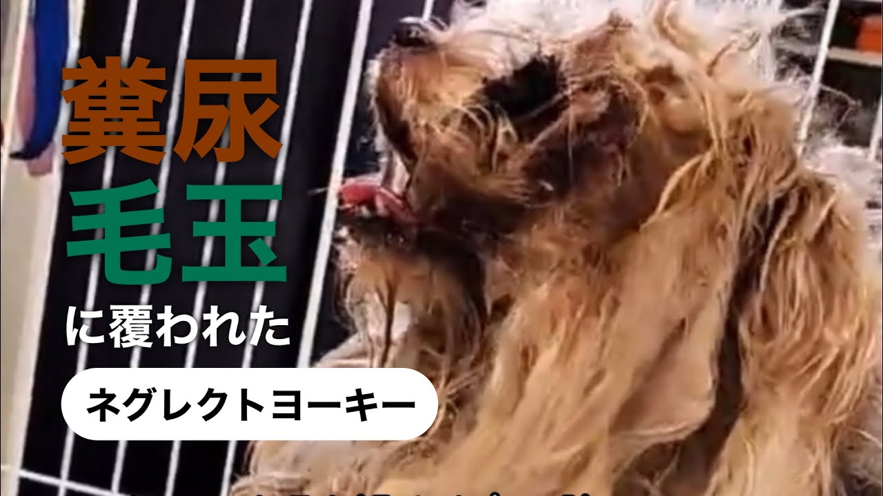どうして私を【ネグレクト】したの？