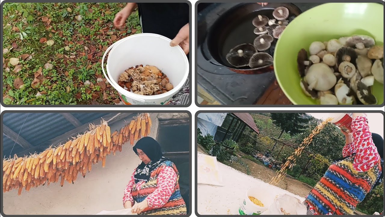 🍄 Doğadan Doğal Mantar Toplama | 🌽 Köy Değirmeni İçin Mısır Hazırlığı