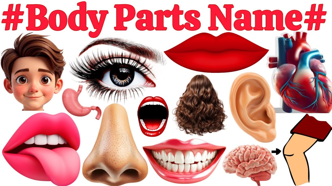 Human Body Parts | Learning 20 Body Parts in English to Bengali | Human Body Parts Vocabulary Video