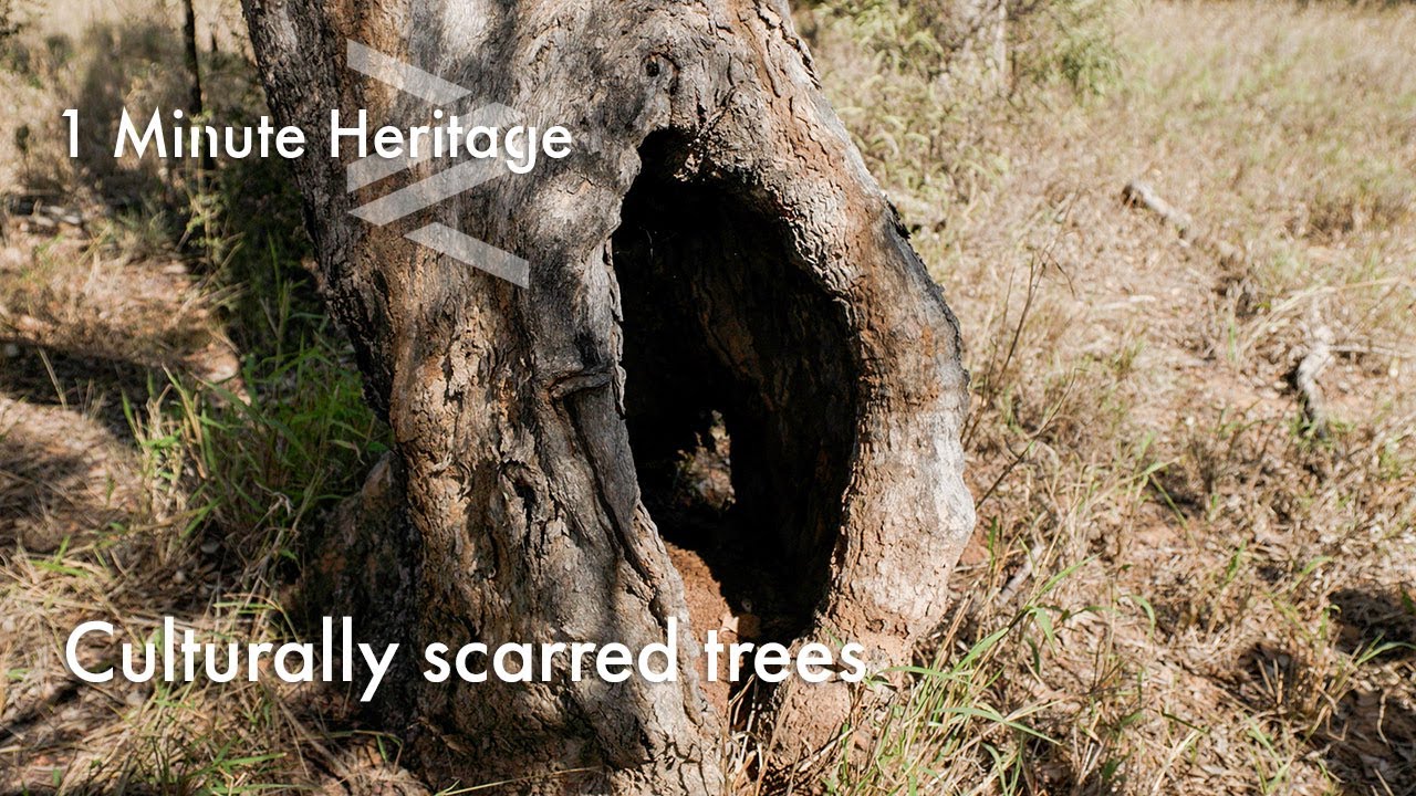 Culturally scarred trees - 1 Minute Heritage