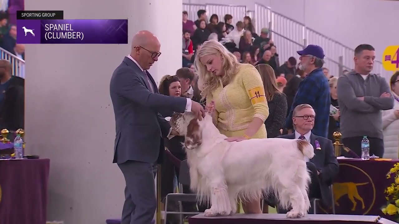 Clumber Spaniels | Breed Judging 2026