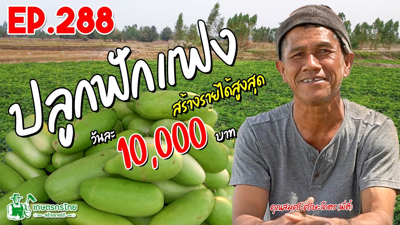 ปลูกฟักแฟง แค่เปลี่ยนระบบ ก็สร้างรายได้สูงสุด 10,000 บาท/วัน l เกษตรกรไทย สร้างรายได้ Ep288