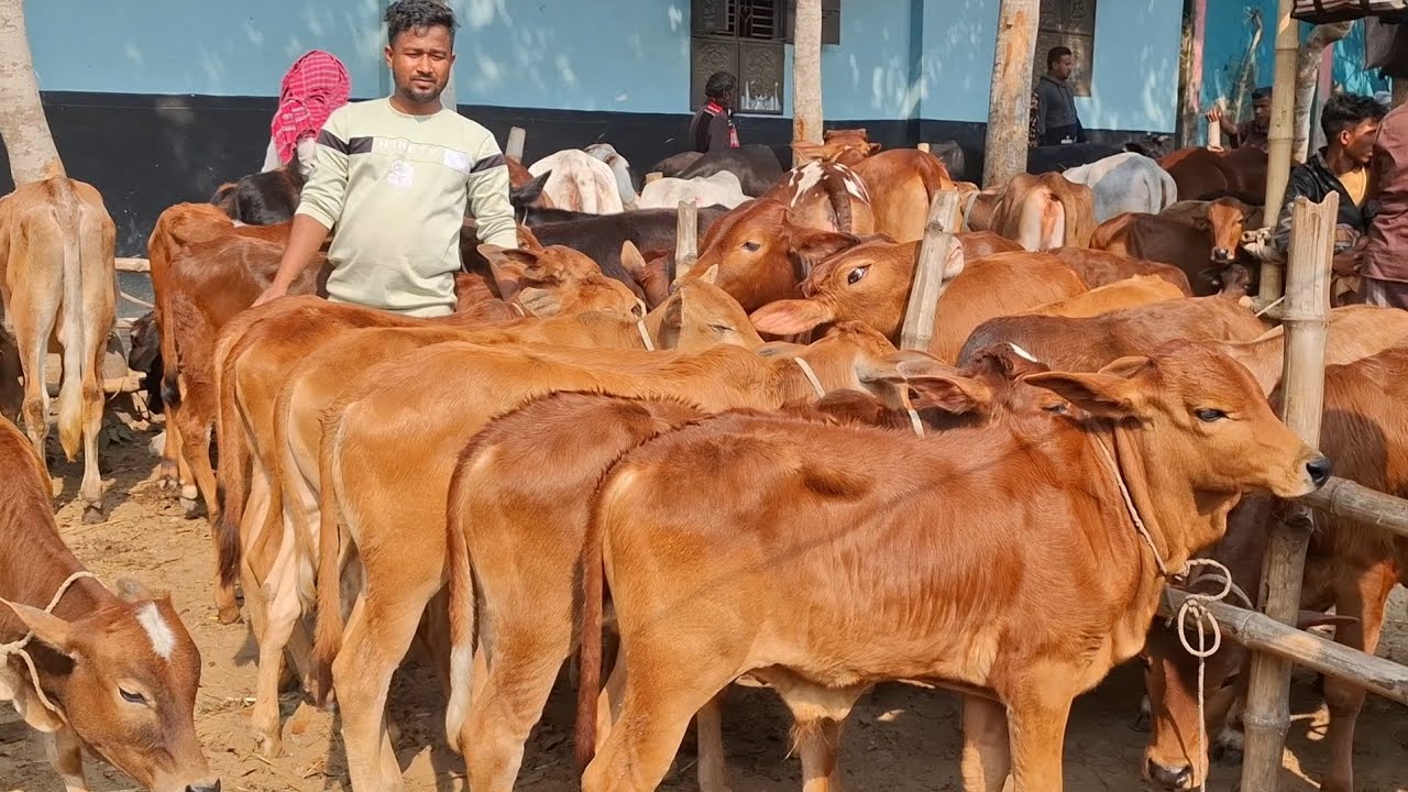 ২৭ জানুয়ারি 2026| চট্টগ্রামের খামারী কেমন দামে কিনলেন ছোট্ট ছোট্ট ষাঁড় ও বকনা বাছুর গরু 