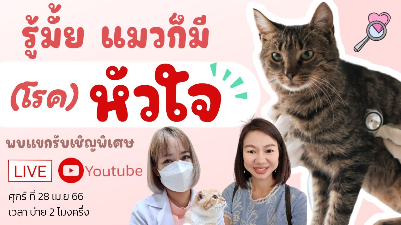 รู้มั้ย แมวก็มีโรคหัวใจนะ