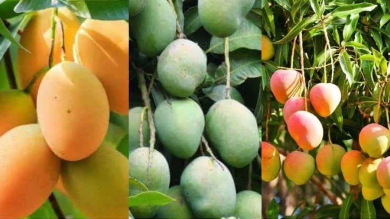 زيادة إنتاجية نبات المانجو #زراعة المانجو