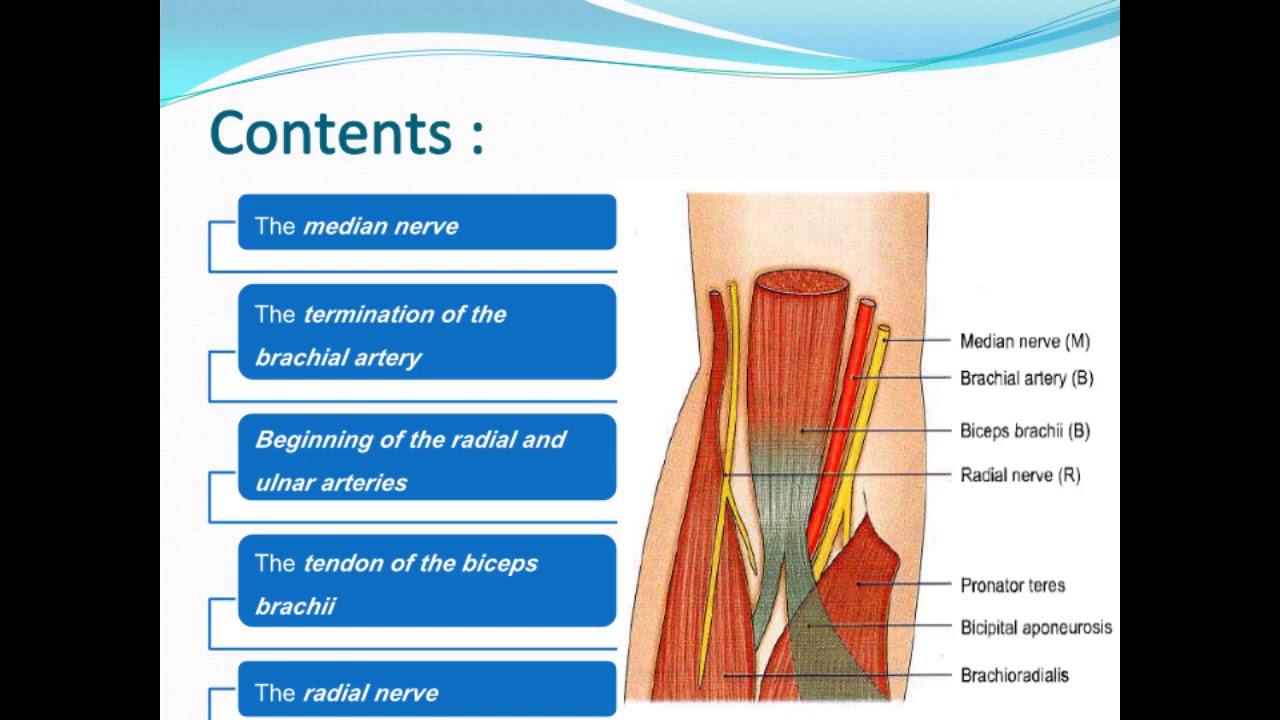 Cubital Fossa Anatomy in 2 minutes