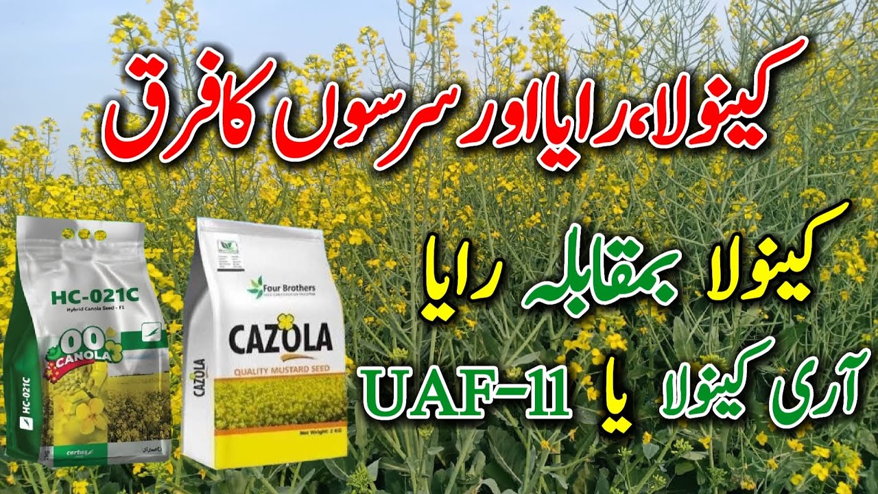 What is Difference between Mustard/Raya Canola and Sarson || AARI Canola || UAF-11 || Crop Informer