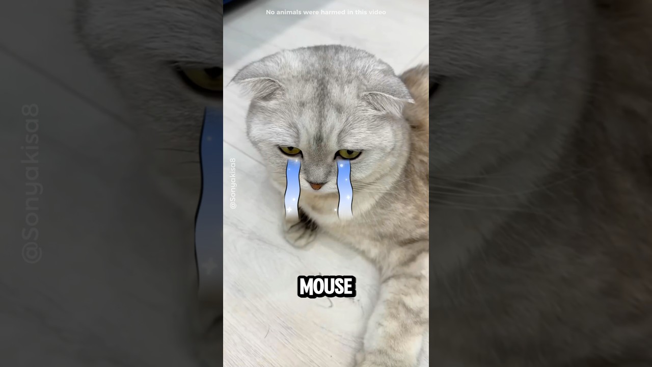 Этот кот провернул грандиозную аферу с игрушками.