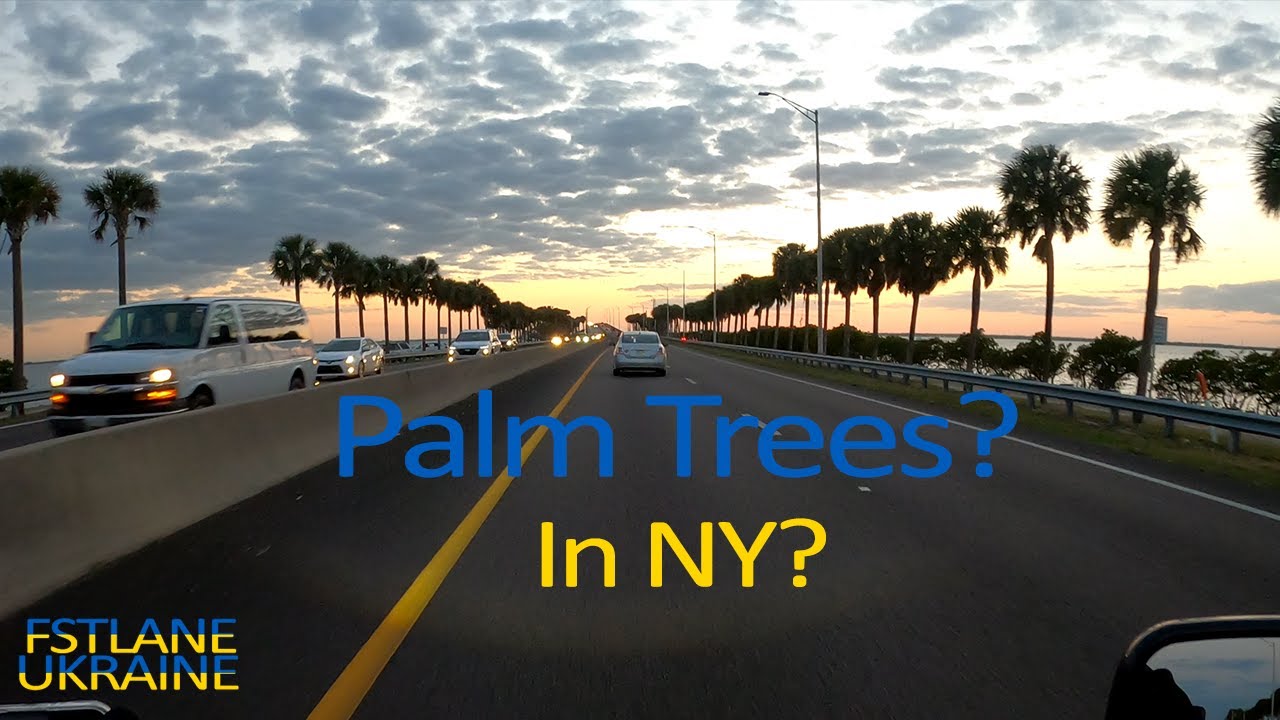 Palm Trees? In NY?