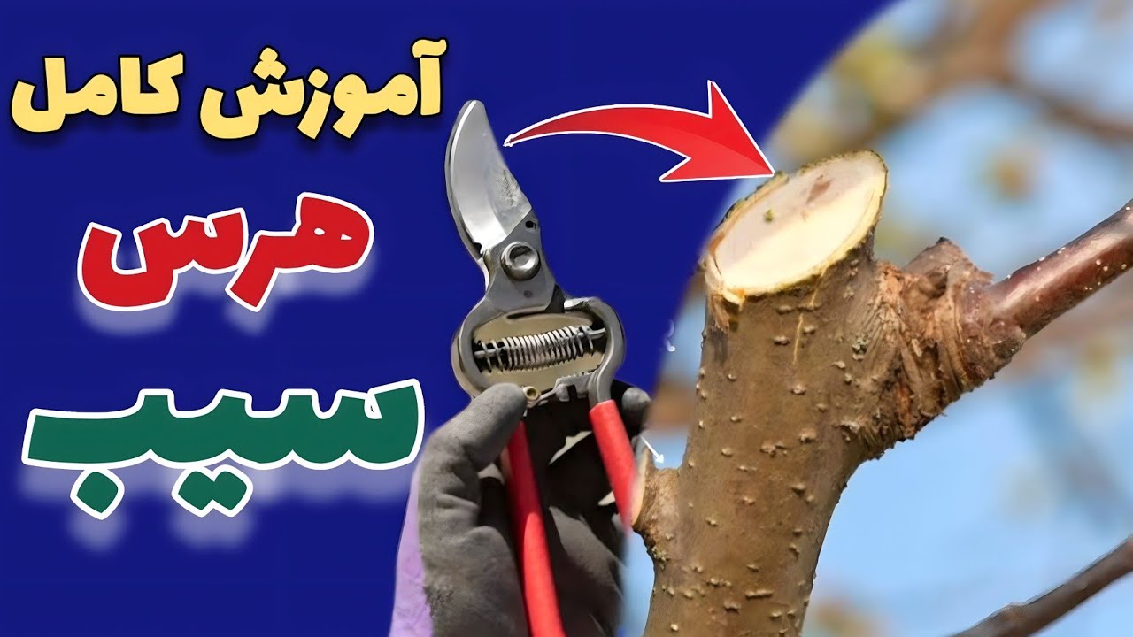 آموزش کامل هرس و شاخه بری سیب