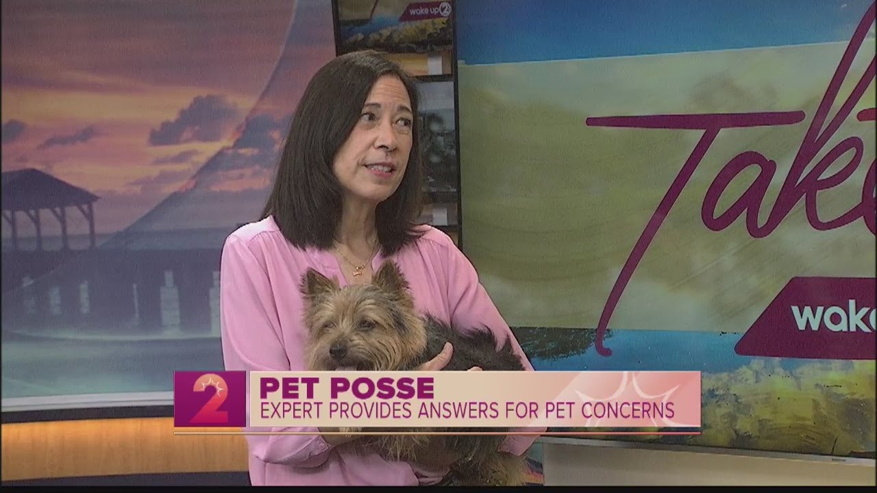 Expert Answers Your Pet Concerns