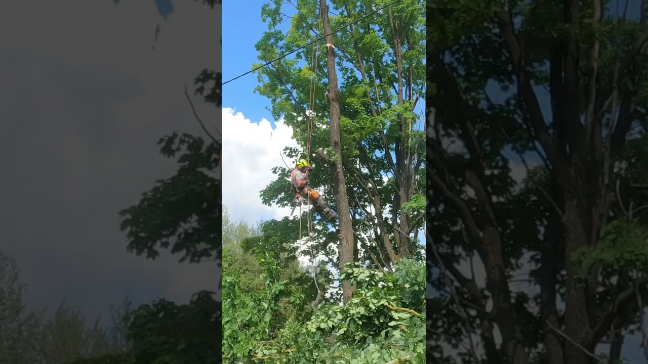 #arboristika🌳#arboristlife #chainsawman #cuttingtrees #treework #husqvarna #tree #stihl #arborist