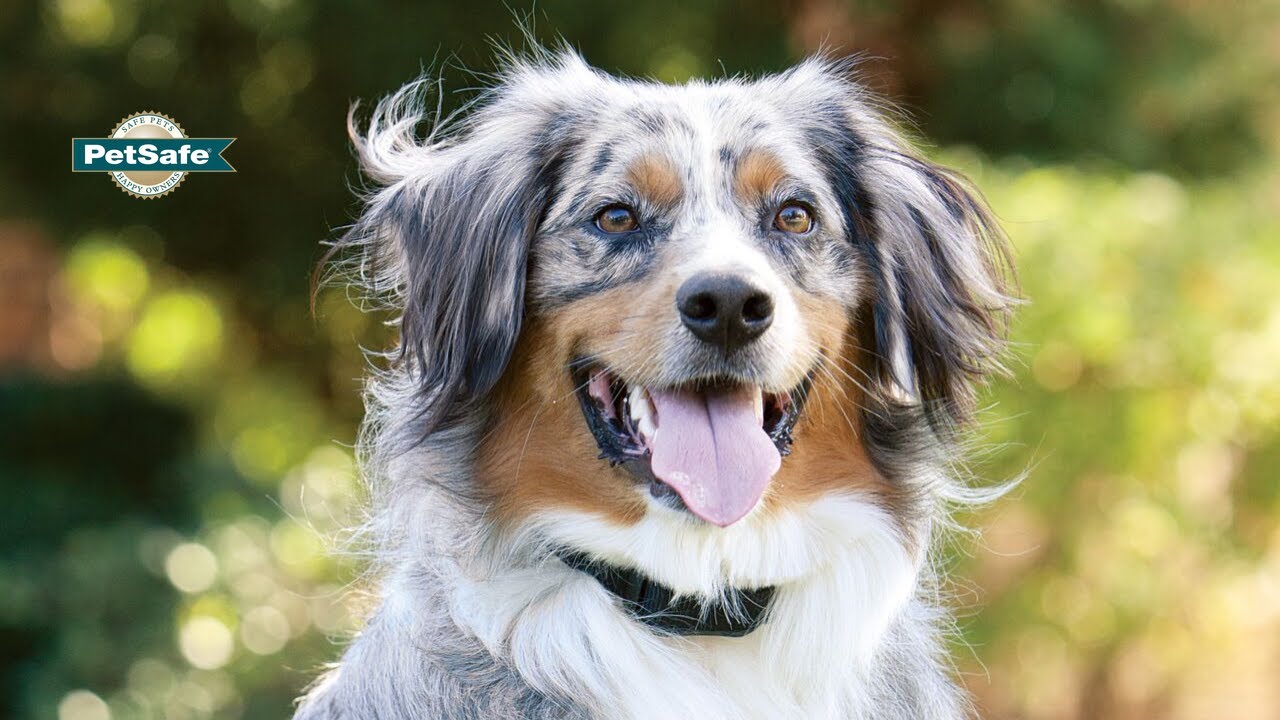 How to Set Up the PetSafe&reg; YardMax&reg; Receiver Collar