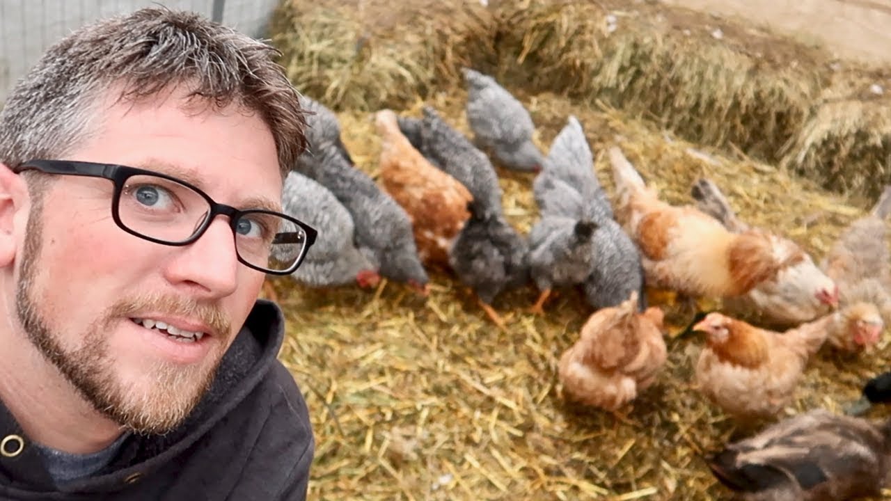 This Saves alot of Money | How 3 Goats and 17 Chickens Make Compost