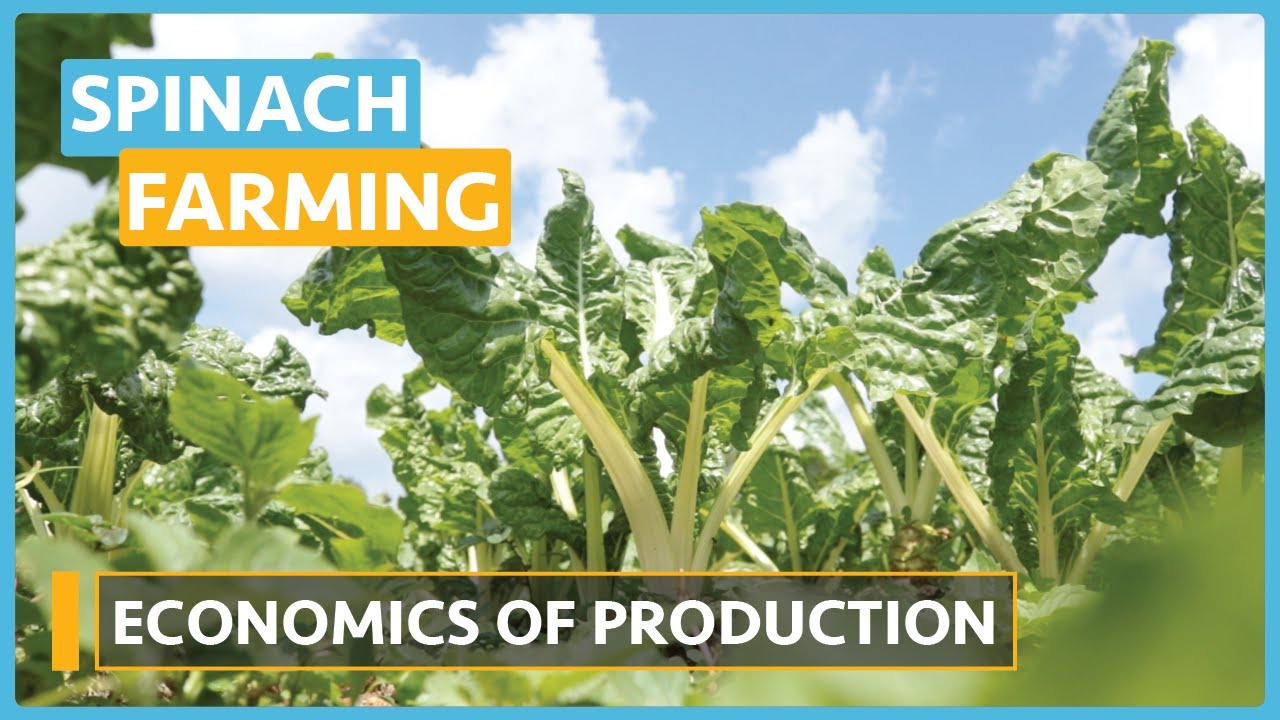Spinach Farming (Lesson 15) - Economics of Production