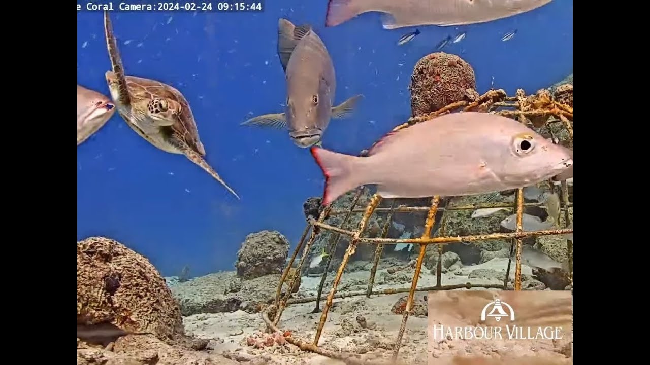 Harbour Village Bonaire Coral Reef