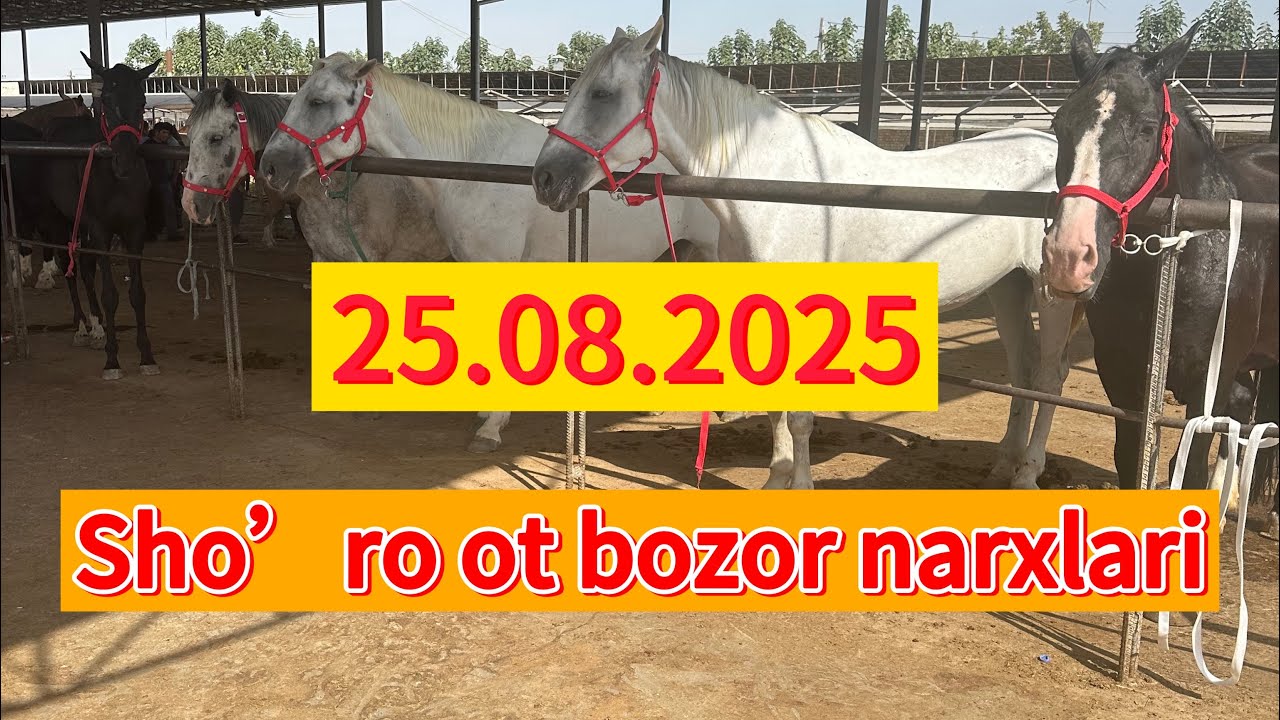 Toshkent viloyati qibray tumani sho’ro ot bozor