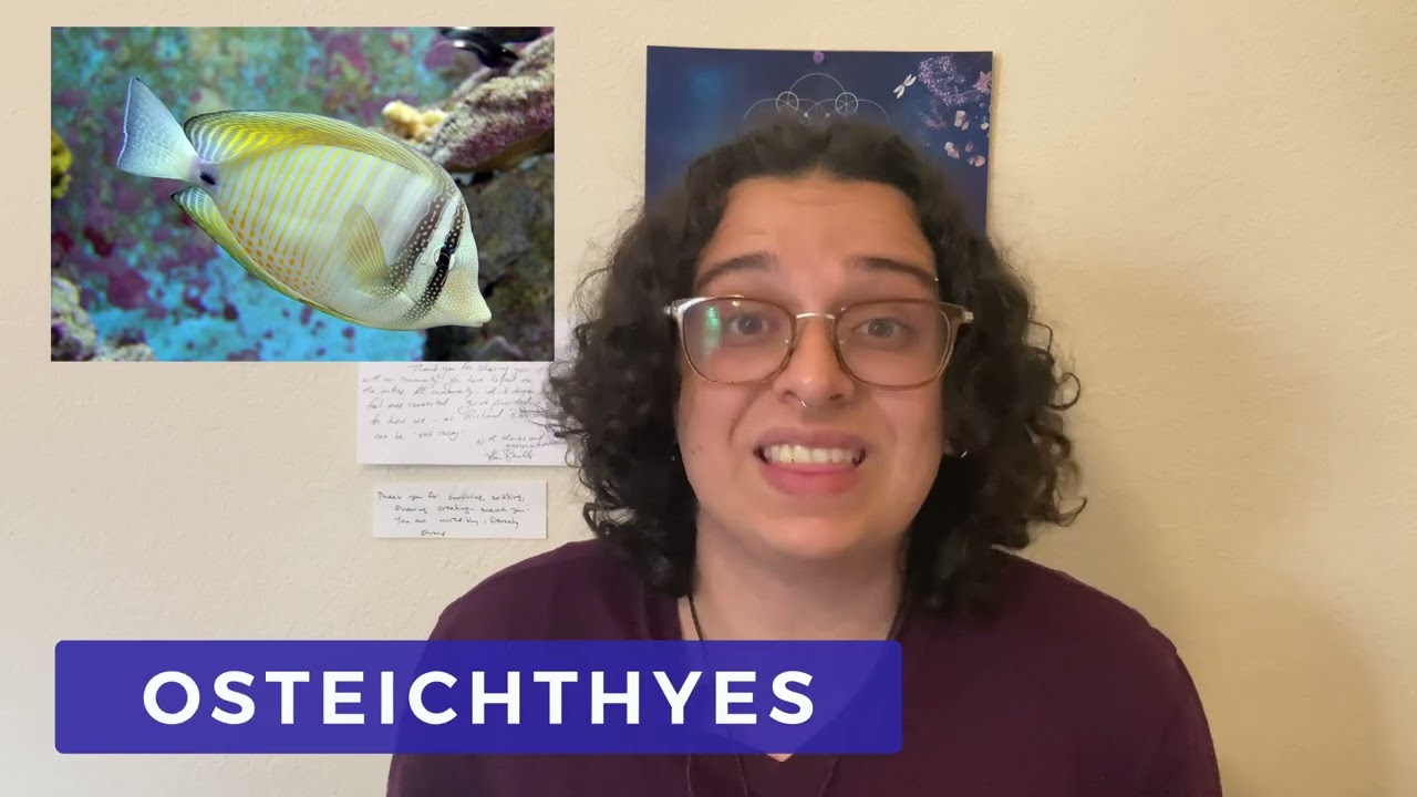 What is an Elasmobranch?