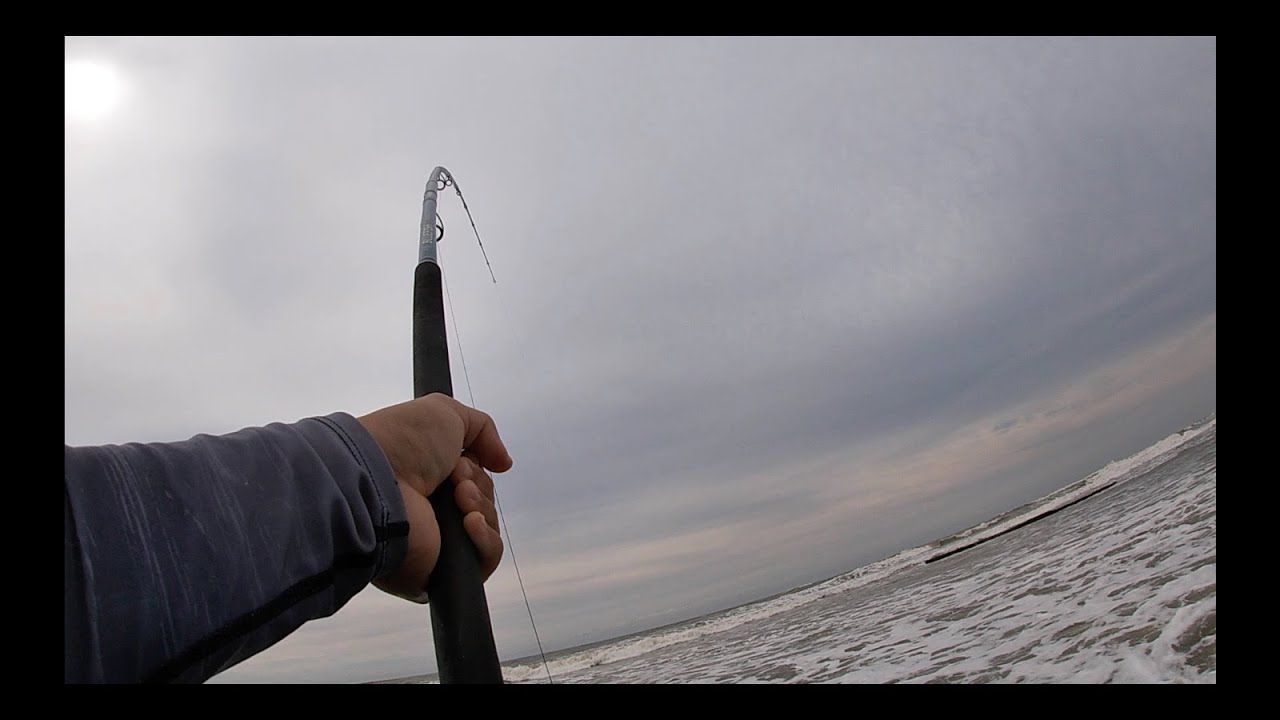 Black Mussel Cracker