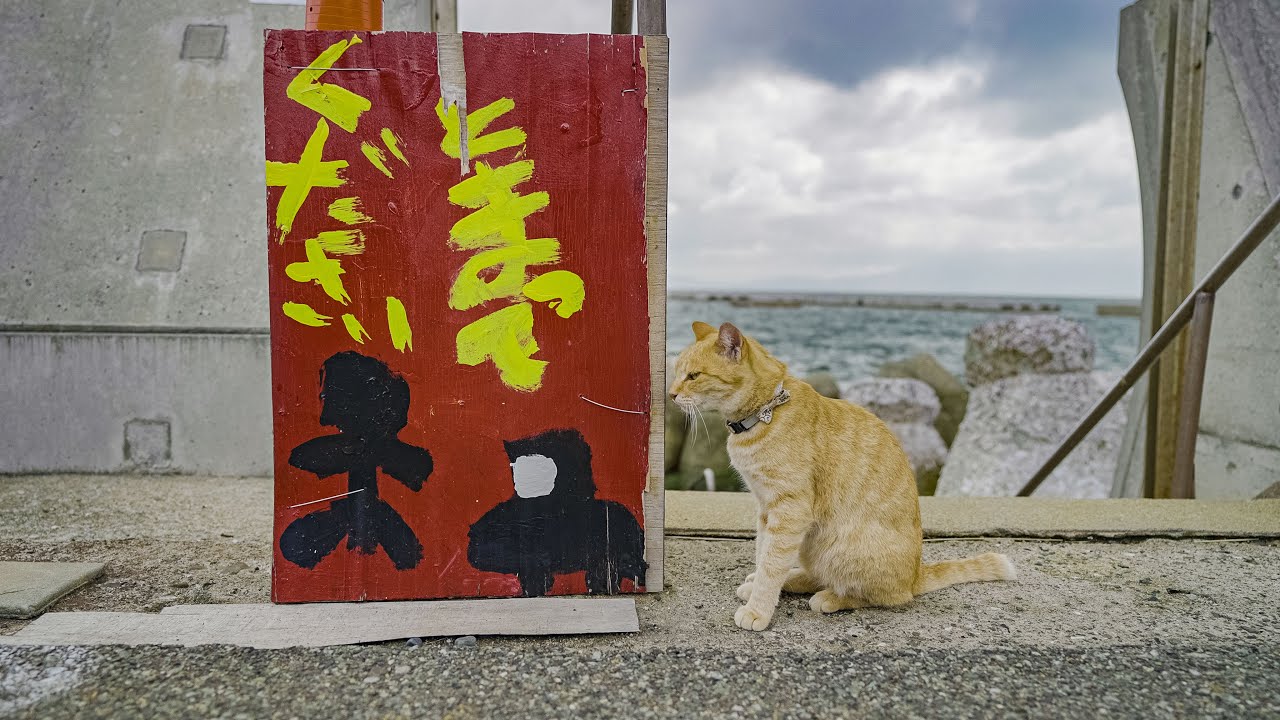 【猫の楽園】福岡県相島へひとり旅！人と猫が共存する”愛の島”で感動の再会を果たす