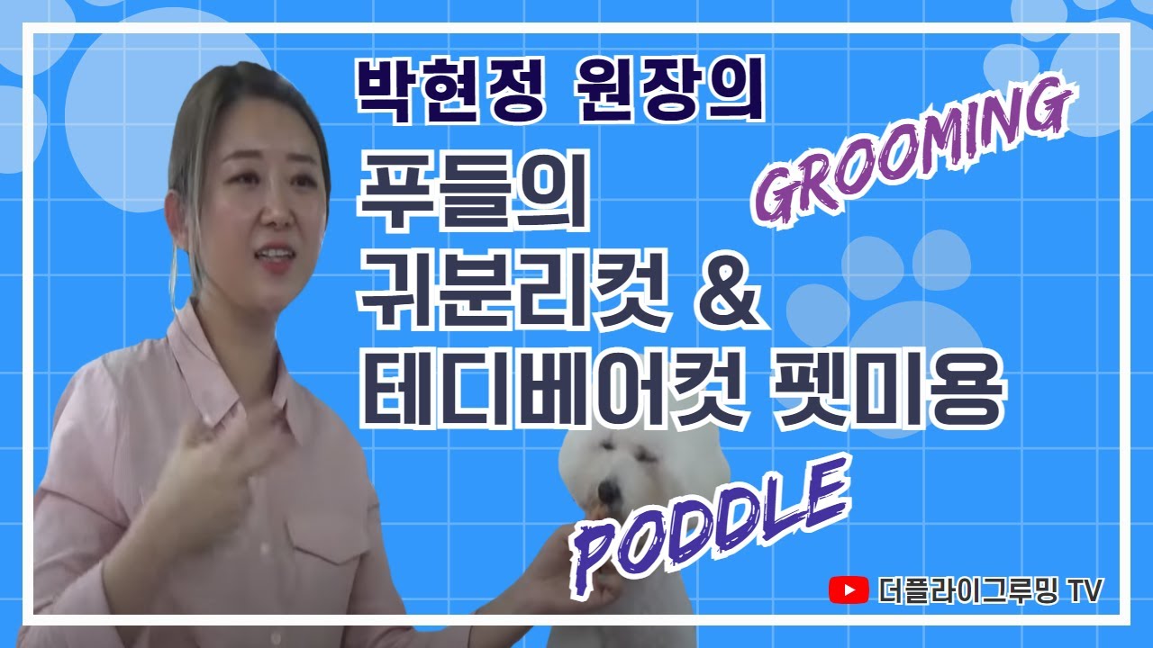 89회 박현정 강사의 푸들의 귀분리컷 & 테디베어 얼굴컷 애견미용 세미나 동영상 자료 / poddle's grooming