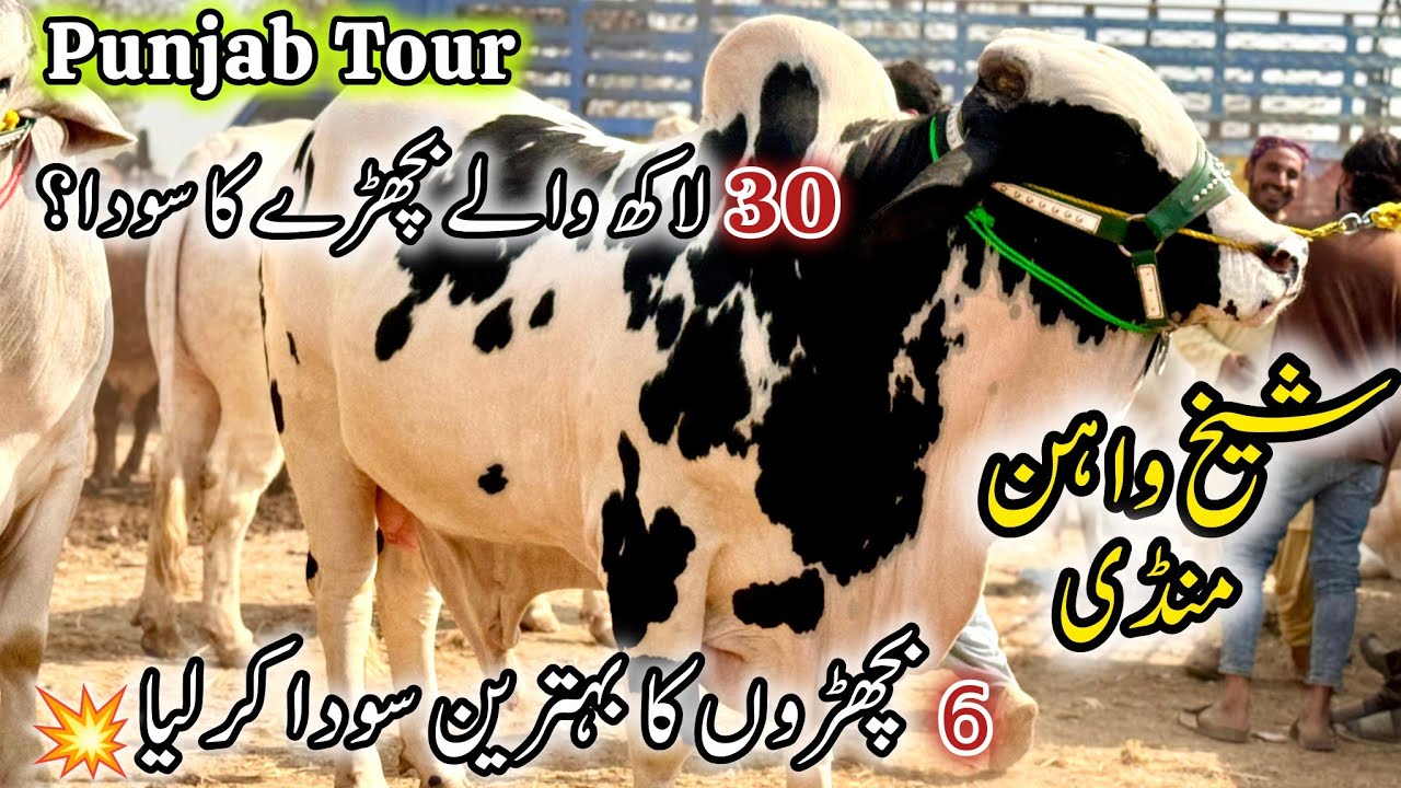 Sheikhwan Mandi Latest Update | 9 February 2026 | Cow Mandi Season 2026. 