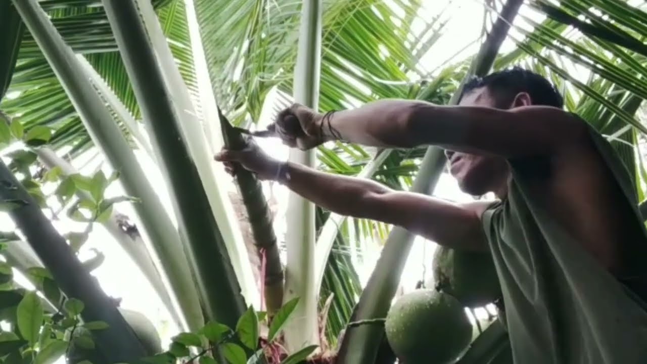 #coconutwine tuba at suka #provincelife 