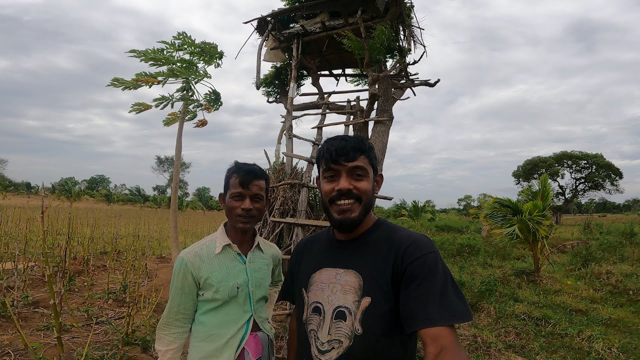 තණමල්විල සුදු අයියාගේ හේනට 🍃🐘..@IslandFishing2  Village Life🪵