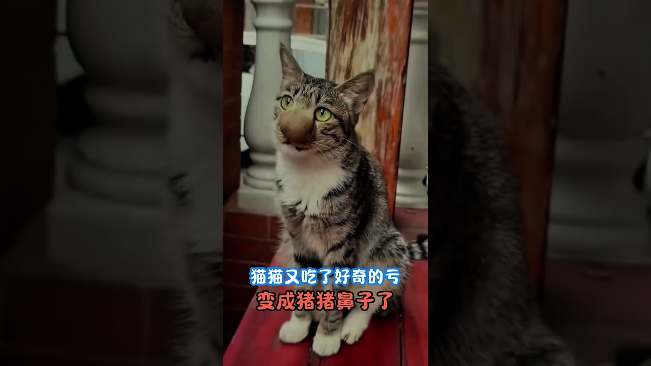猫猫又吃了好奇的亏，鼻子变成猪猪鼻了 