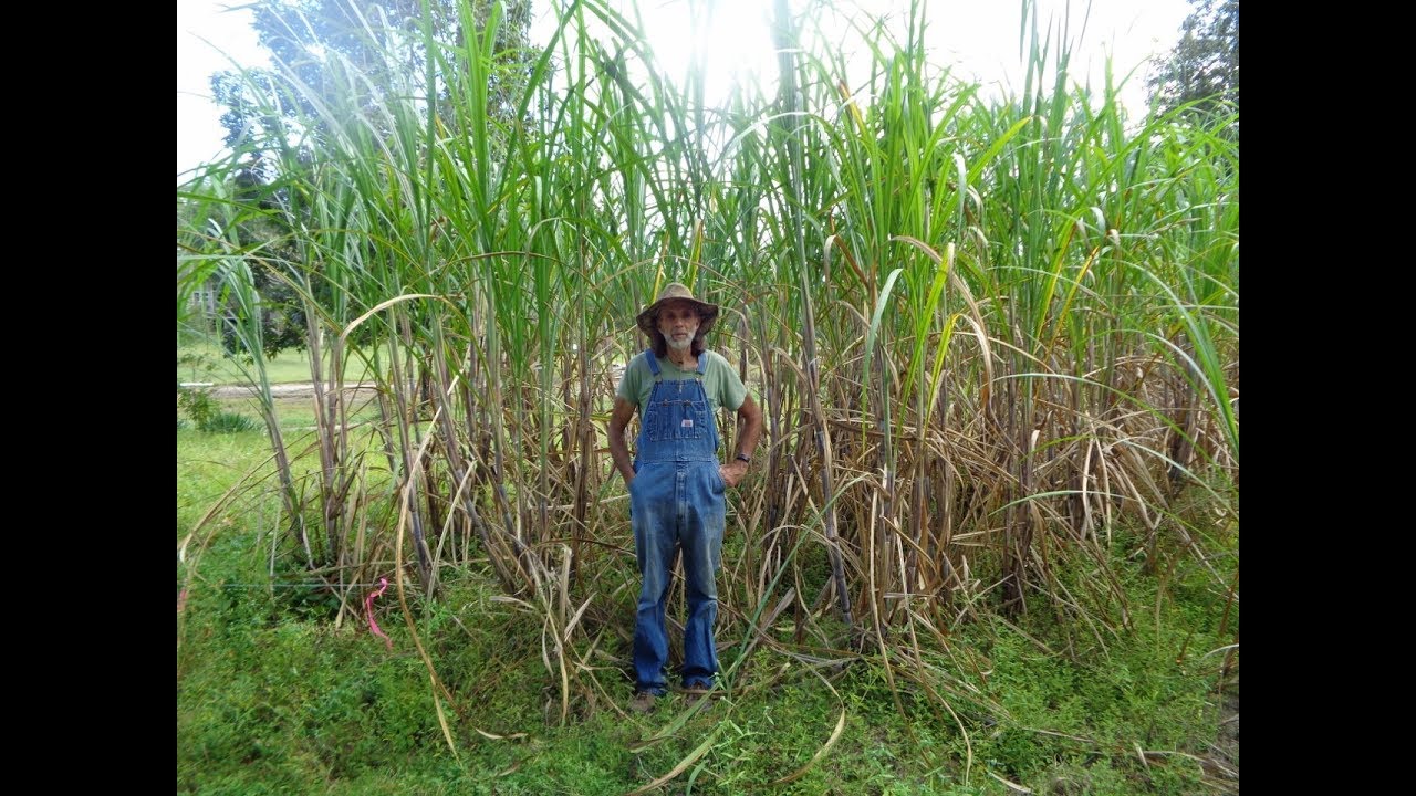 CANDY STICKS made from Sugar Cane
