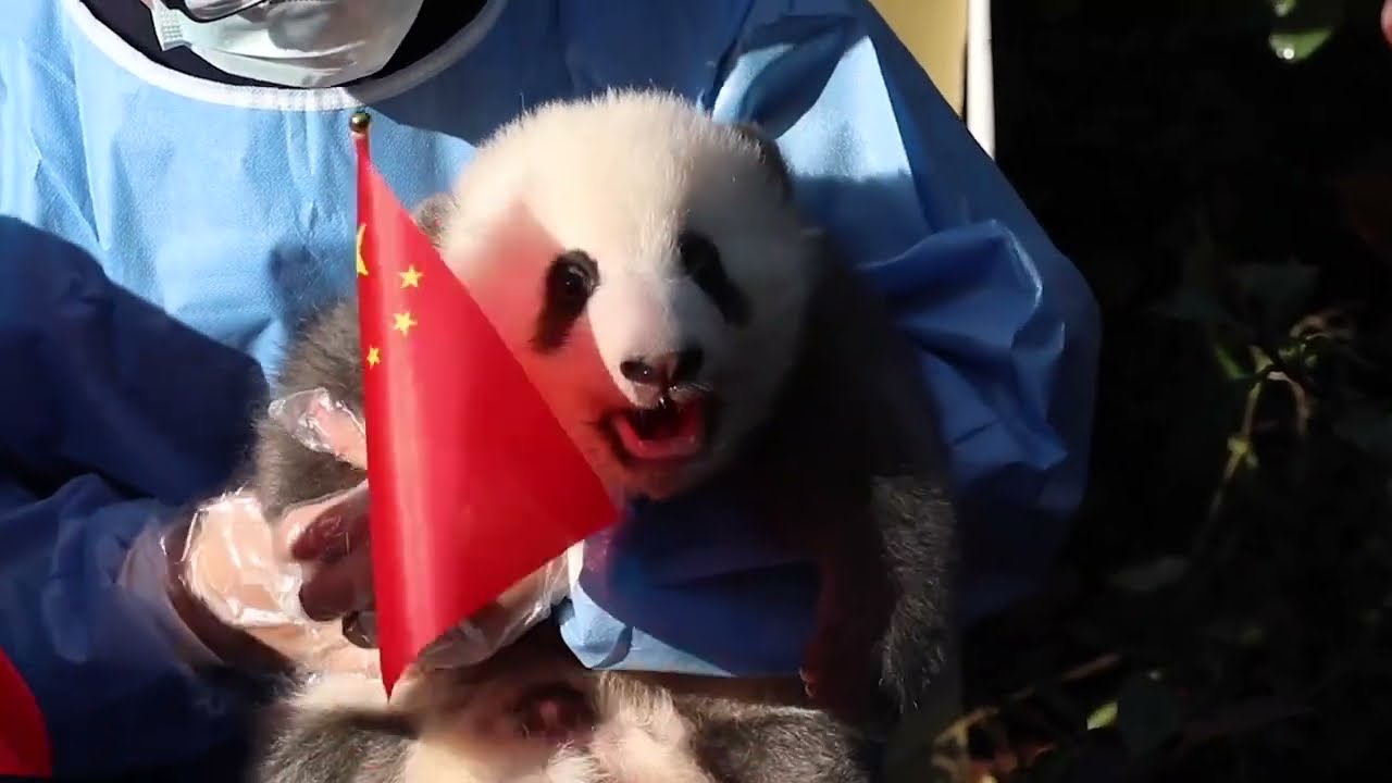 13 Panda Cubs Make Group Debut