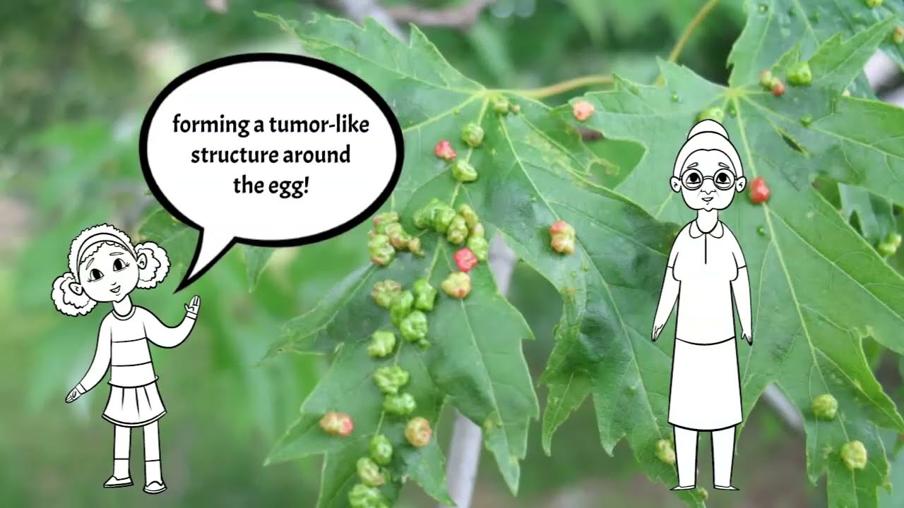 Episode 4: Using Plant Galls to Detect VOCs (Phytoscreening)