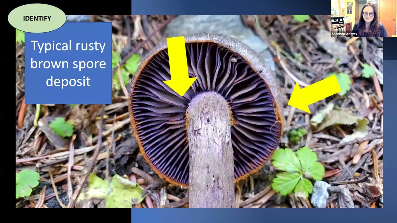 Shannon Adams - Cortinarius