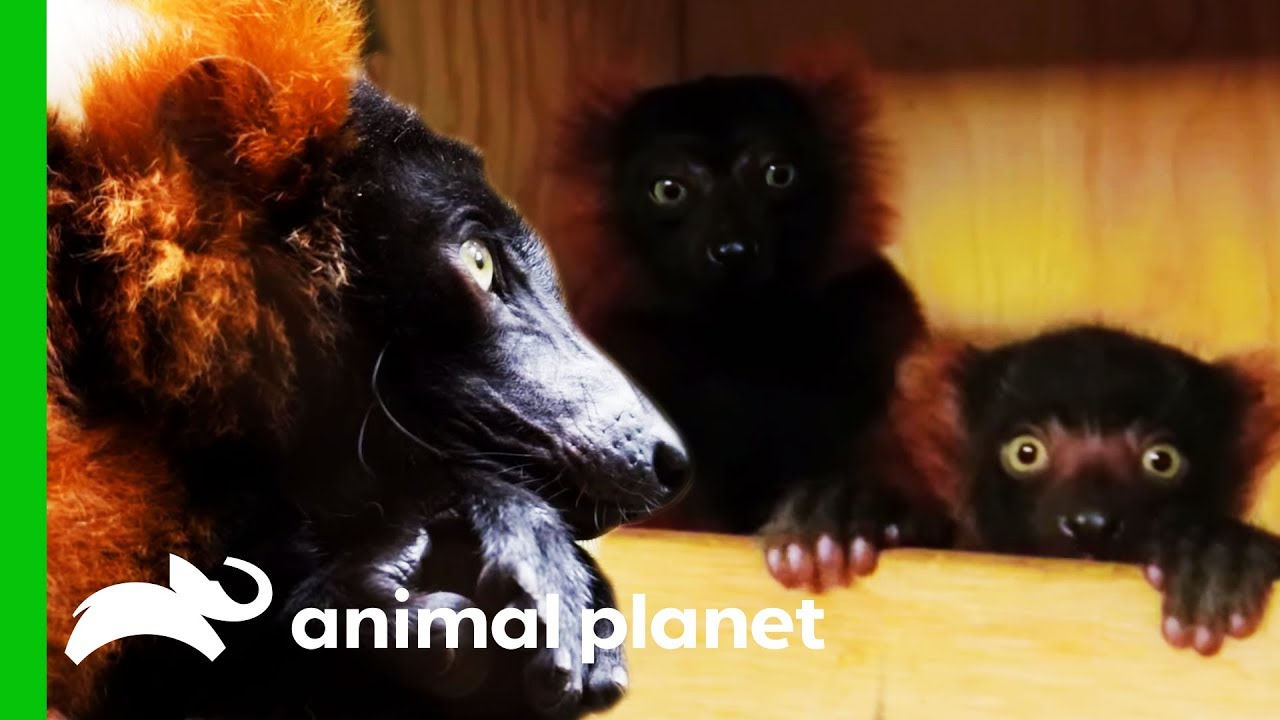 Baby Red Ruff Lemurs Get Ready To Go On Exhibit | The Zoo