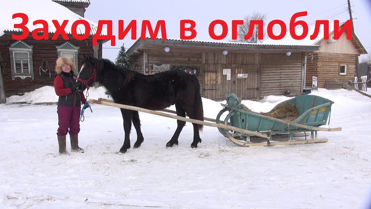 Жеребёнок. Начало заездки в сани.