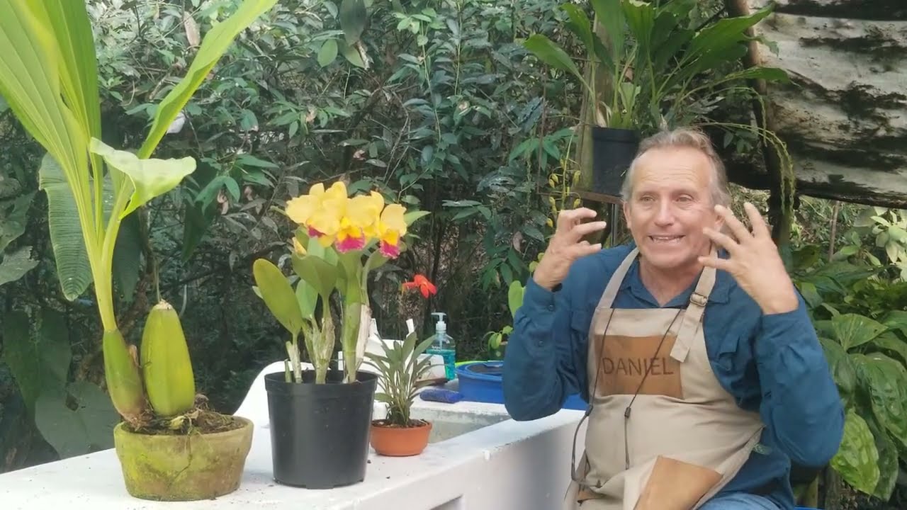 Riego en orquídeas - Alma del bosque