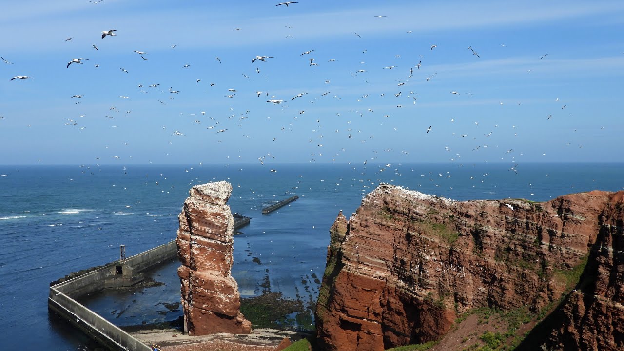 Vögel auf Helgoland