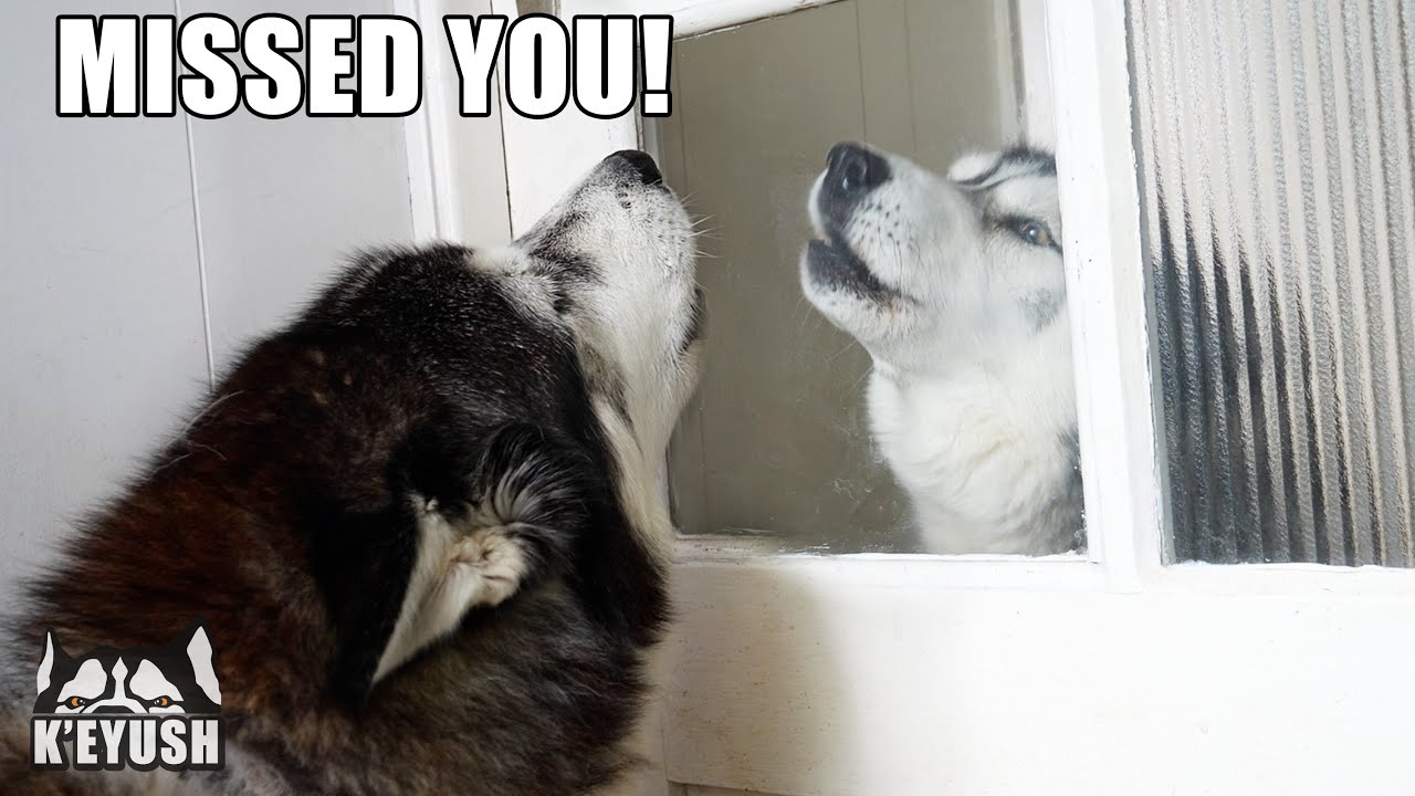 When I Suddenly Tell My Husky His Best Friend is Here He Can’t Believe it!