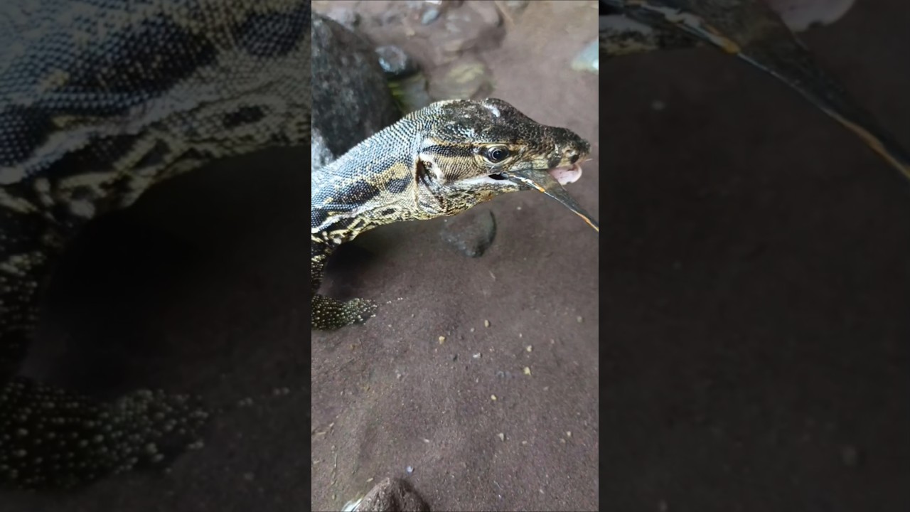 HOW TO CATCHING SNAKEHEAD FISH,beautiful snakehead- SNAKEHEAD FISH 