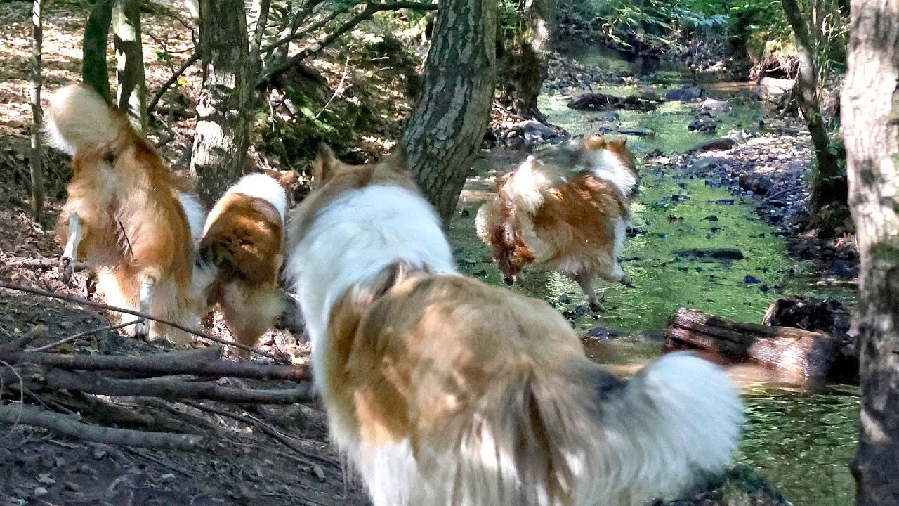 Collies spielen am Bach im Königsforst