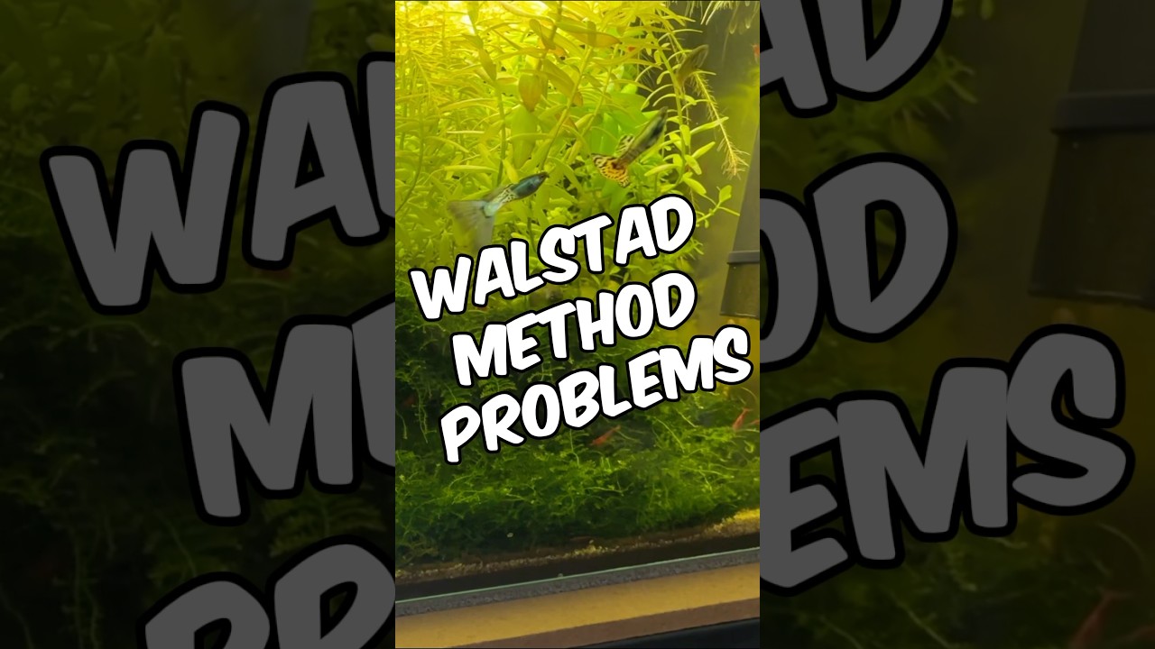 Common Walstad Method Problems And How To Fix Them In Your Planted Tank! #aquarium #fishtank