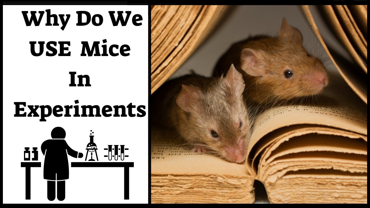 Why Do We Make Experiments On Mice