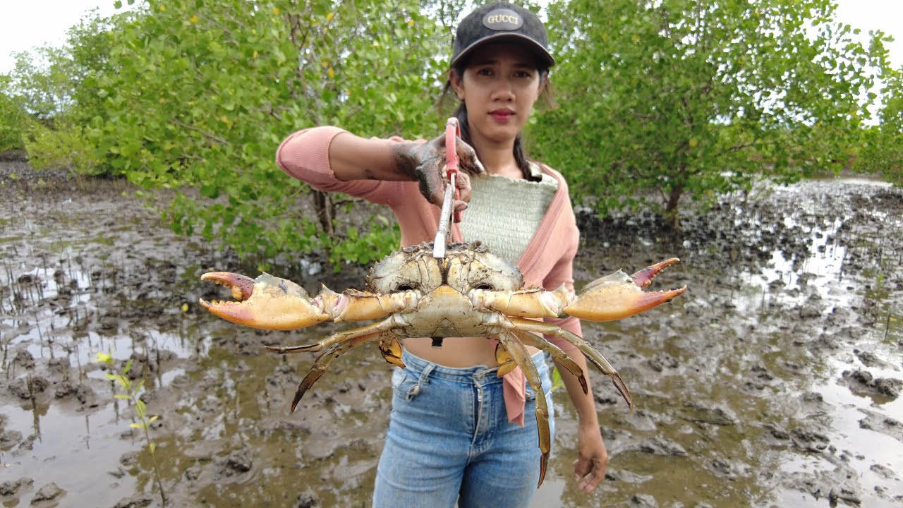 Amazing Catching Huge Mud Crabs In Swamp after Low Tide | Fishing Huge Mud Crabs In Muddy