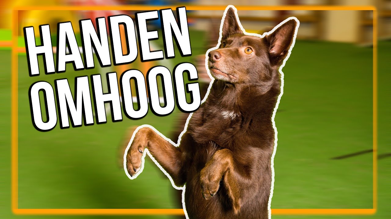 TRAIN JE HOND | Hoe leer je je hond HANDEN OMHOOG?